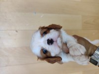 Cavalier King Charles yavrularımız
