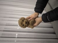 Kore kan Poodle bebekler