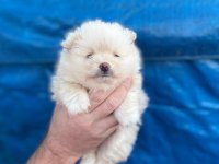 50 günlük ayı sürat pomeranian