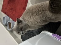 British Shorthair Kedimize Yeni Yuva Arıyoruz