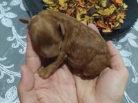 Toy poodle red