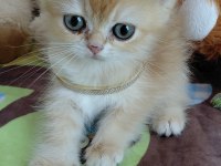 Safkan british shorthair yavrular