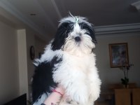 A kalite şecereli shih tzu yavruları