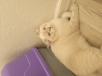 Scottish Shorthair Lynx Tekirdag Süleymanpasa