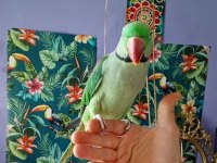 İskender Papağanı Çiftimiz