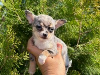 Şivava (chihuahua)