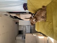 3.5 aylık poodle yavrumuz