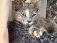 GRİ RENK MELEZ YAVRU KEDİMİZ