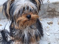 Erkek 6 aylık dişi 1 yaşında yorkshire terrier
