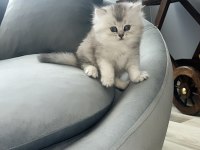 Safkan İran Kedisi Irkı (Chinchilla)