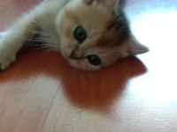 Safkan British Shorthair Yavrular
