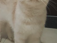 Dişi scottish fold