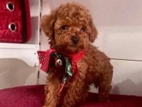 Ev Doğumlu Sağlık Garantili Orjinal Poodle Kuzular