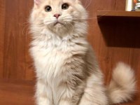 DEV Kediler Maine Coon üst kalite