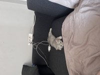 Sıcakkanlı sevimli dişi british shorthair