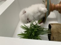 Teslime hazır scottish fold yavrularımız