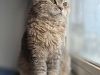 KIVIRCIK TÜYLÜ BRİTİSH KEDİLER
