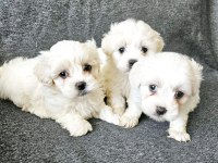Sıfır numara maltese bebekleri