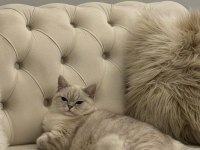 3 yaşında british shorthair