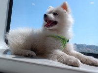 Pomeranian Spitz