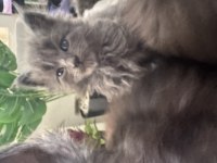 Orjinal Maine Coon Yavrular