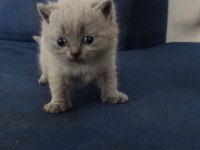 Yeni british shorthair yavrular