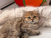 Black Gold British Longhair Yavrular