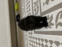 1 buçuk aylık scottish fold kedimizin yavrusu