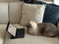Scottish fold gri