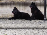 Solite black alman kurdu bebekler