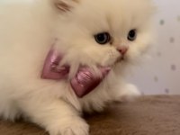 Minik chinchilla prenses yuvasını arıyor