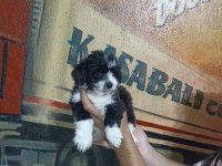 60 Günlük Dişi Morkie
