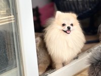 Pomeranian boo yavrular