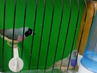 Bilezikli goldian finch mavi hazır takım