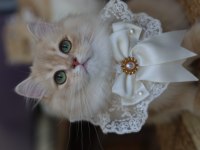 British longhair erkek kedimiz