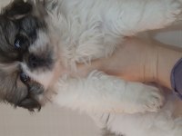 Pekinez yavru köpeğimiz imperial cinsi