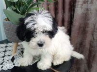 Maltese 5 şivava yavrularımız