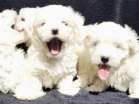 Bu Sevecen Maltese Terrier Kaçmaz!