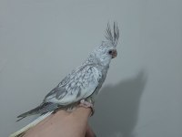 Sultan papağanı 2 aylık