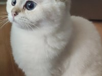 Şafkan British Shorthair