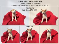 Japon Akita İnu