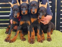 Irkının en iyisi Doberman yavrular kapıda ödeme mevcut