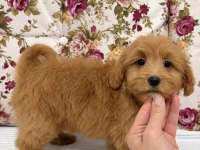 Red Maltipoo Dişi Yavrum
