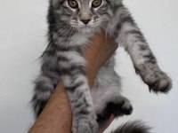 Üst Düzey Kalitede 3 Maine Coon Yavru