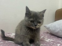 2 aylık dişi british oyuncu yavrumuz