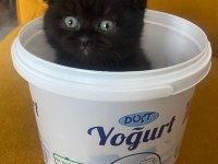 Scottish fold kedimiz