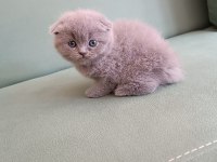 Adana erkek scottish fold 1.5 aylık