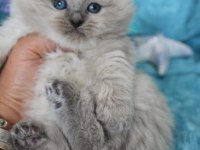 Muhtesem British shorthair ve Scotish fold bebeklerim