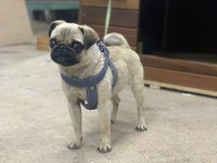 2 yaşında dönemi yakın pug