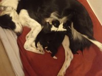 yavrularımız rezerveye açılmıştır border collie